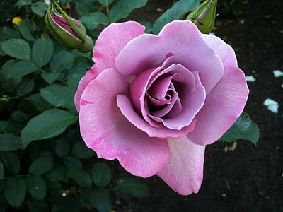 close-up photo of pink rose thumbnail