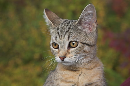 selective focus photography of brown tabby cat thumbnail