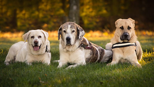three white, brown-and-white, and brown dogs lying on grass field thumbnail