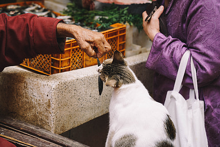 person giving fish to cat thumbnail