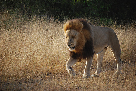 brown lion near brown grasses thumbnail