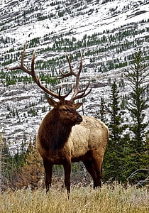 brown reindeer overlooking snow covered mountain thumbnail