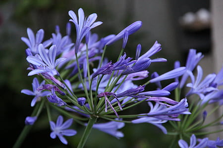 selective focus photography of purple lily on the Nile flower thumbnail