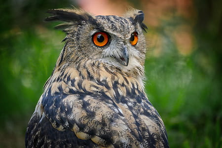selective focus photography of brown and black owl thumbnail