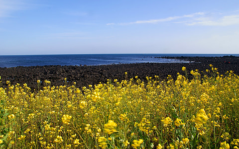 flower field under blue sky thumbnail
