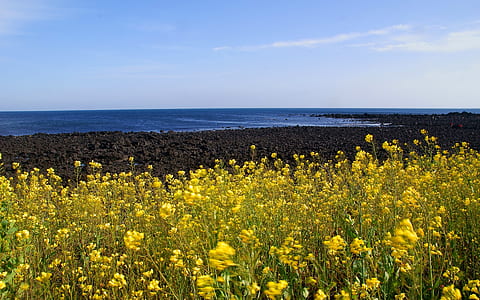 yellow rapeseed flower field thumbnail