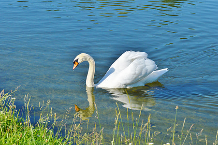 swan on water thumbnail