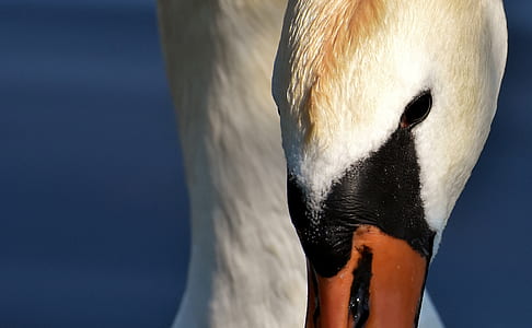 close-up photo of swan thumbnail