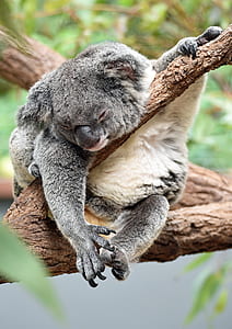 baby koala hanging on top of trunk thumbnail