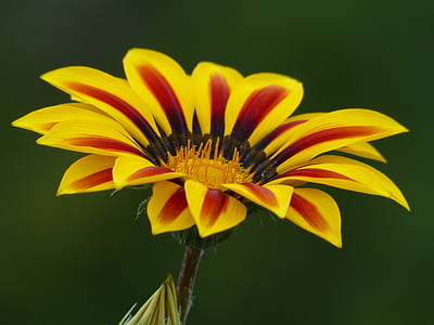 close-up photography of yellow and red petaled flower thumbnail