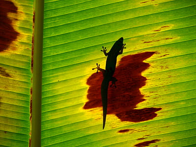 lizard on green and brown leaf thumbnail