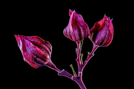 purple flowers thumbnail