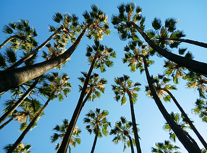 low-angle photography of green palm trees at daytime thumbnail