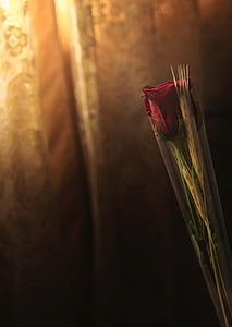 red rose on front of brown curtain thumbnail
