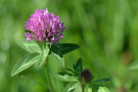 selective focus photography of purple clover flower thumbnail