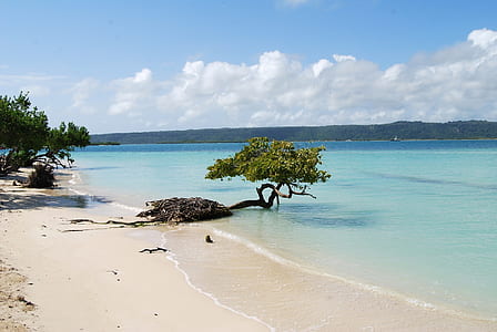 tree in sea thumbnail