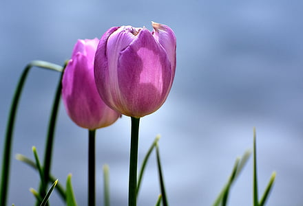 shallow focus photography of pink tulips thumbnail