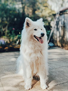 adult white siberian husky sitting on grey concrete floor thumbnail
