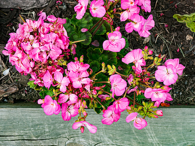 pink petaled flowers thumbnail