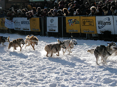 Yukon Quest Dog-Sledding Race start in Whitehorse, Yukon Territory thumbnail