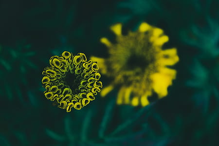 Selective Focus Photography of Yellow Petaled Flower thumbnail
