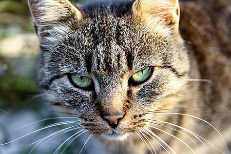 close-up photography of gray tabby cat thumbnail