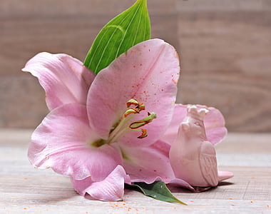 pink petaled flowers thumbnail