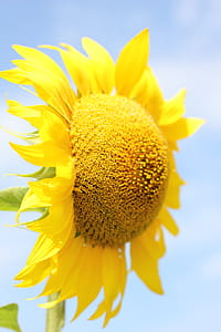 Yellow Flower thumbnail