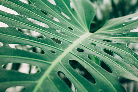 closeup photo of green leaf thumbnail