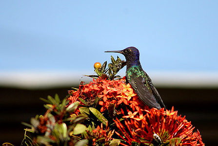 selective focus photography of hummingbird on Ixora flower thumbnail