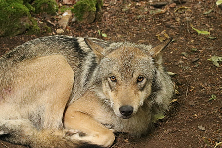 brown and black wolf lying on brown soil thumbnail