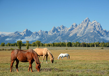 Horses Grazing in the Shadow of the Mountains in Grand Teton National Park, Wyoming thumbnail