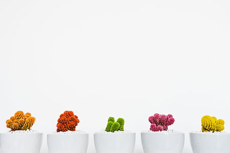 five assorted-color cacti in white pot thumbnail