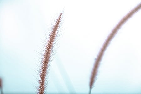 shallow focus photography of brown grass thumbnail