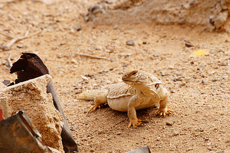 closeup photography of brown lizard thumbnail
