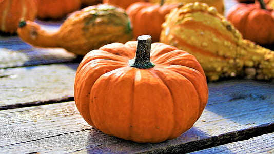 photo of squash vegetable thumbnail
