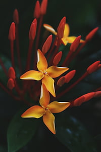 selective focus photo of yellow 4-petaled flowers thumbnail
