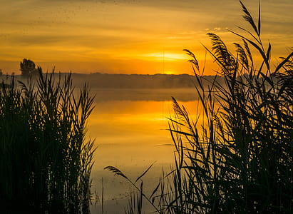 silhouette of grass near body of water at golden hour thumbnail