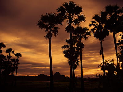 silhouette of palm trees thumbnail