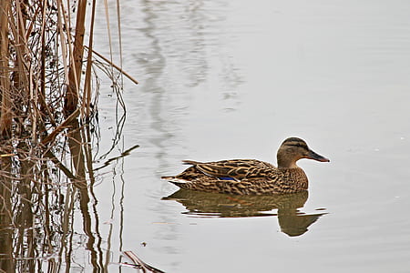 brown duck on lake thumbnail