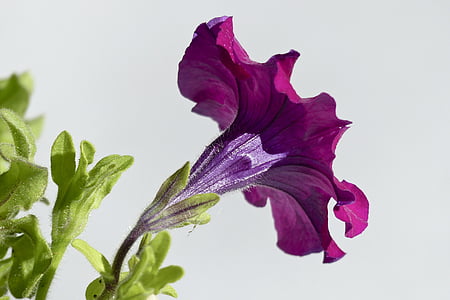 purple petunia flower closeup photography thumbnail