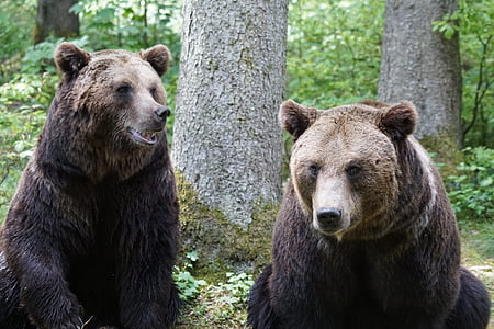 two black bears thumbnail