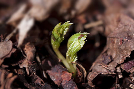 green leaf in shallow focus lens thumbnail
