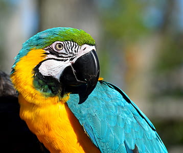 selective focus photography of teal and yellow macaw thumbnail