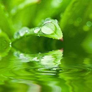 green leaf plant with dew drop on body of water thumbnail