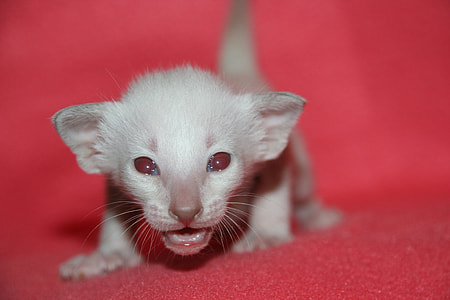 short-coated white kitten walking on red surface thumbnail