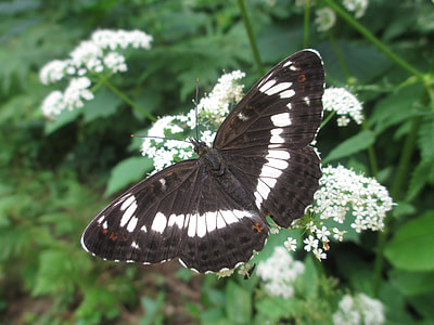 Eurasian White Admiral, White Admiral thumbnail