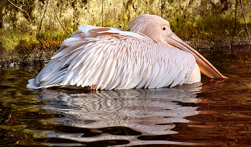 pelican on water thumbnail
