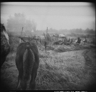 Horses in fog thumbnail