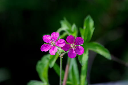 pink flowers thumbnail